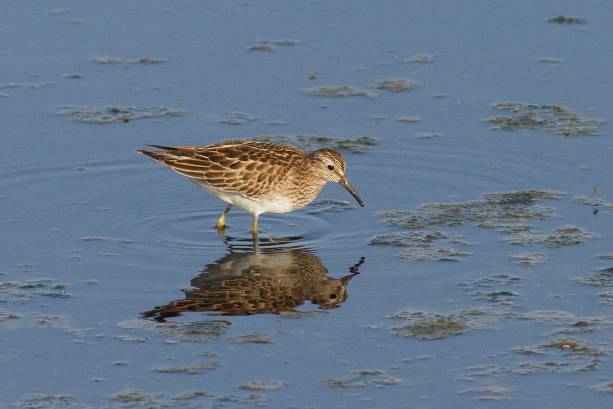 Орог элсэг - ML609819206