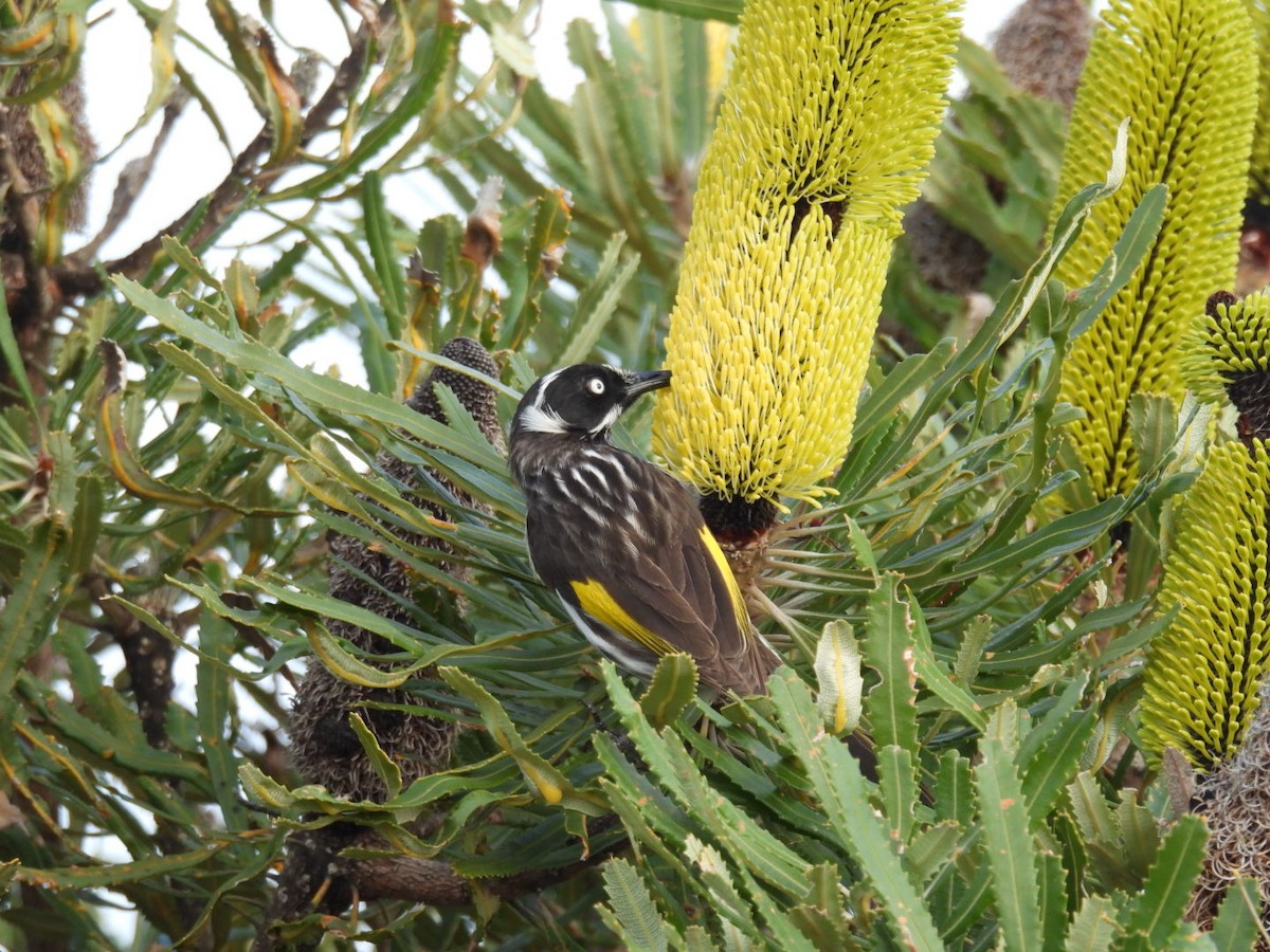 New Holland Honeyeater - ML609819245