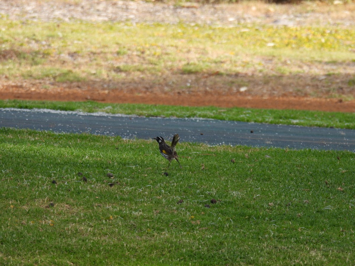 New Holland Honeyeater - ML609819248