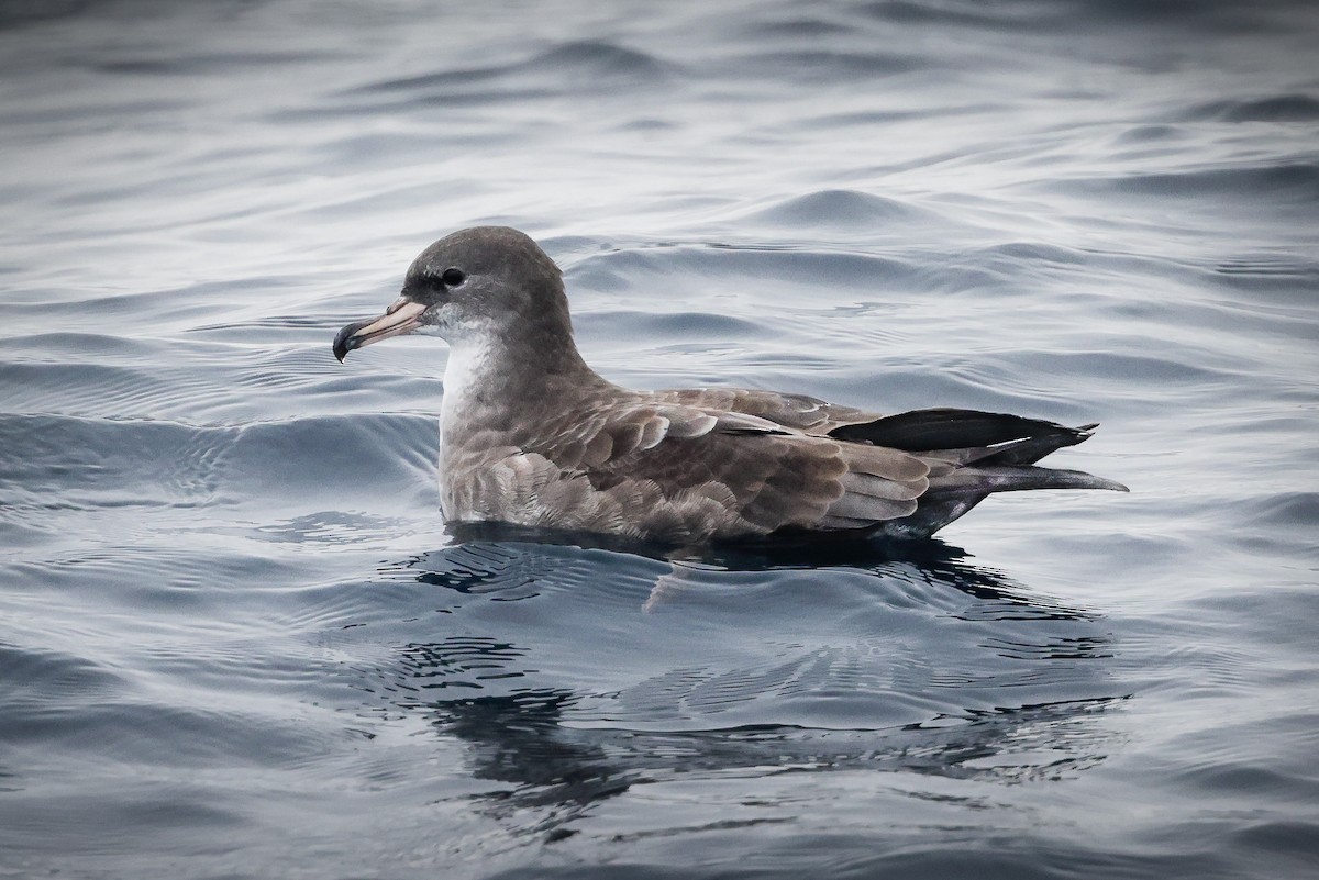 Pink-footed Shearwater - ML609819260