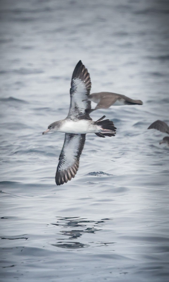 Pink-footed Shearwater - ML609819293