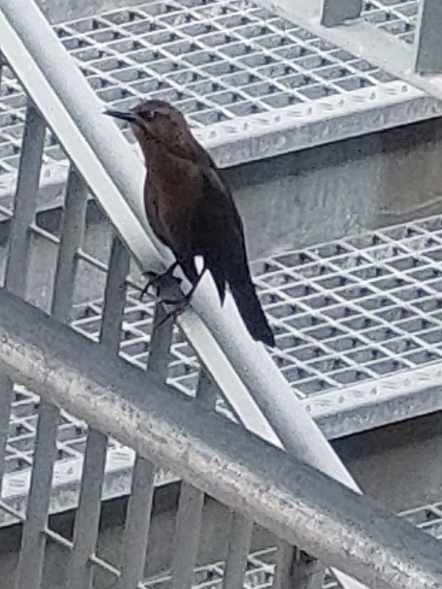 Great-tailed Grackle - ML609819342
