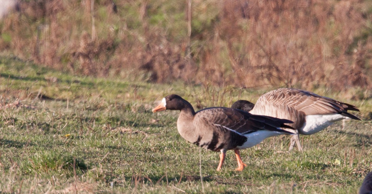 Greater White-fronted Goose - ML609819397