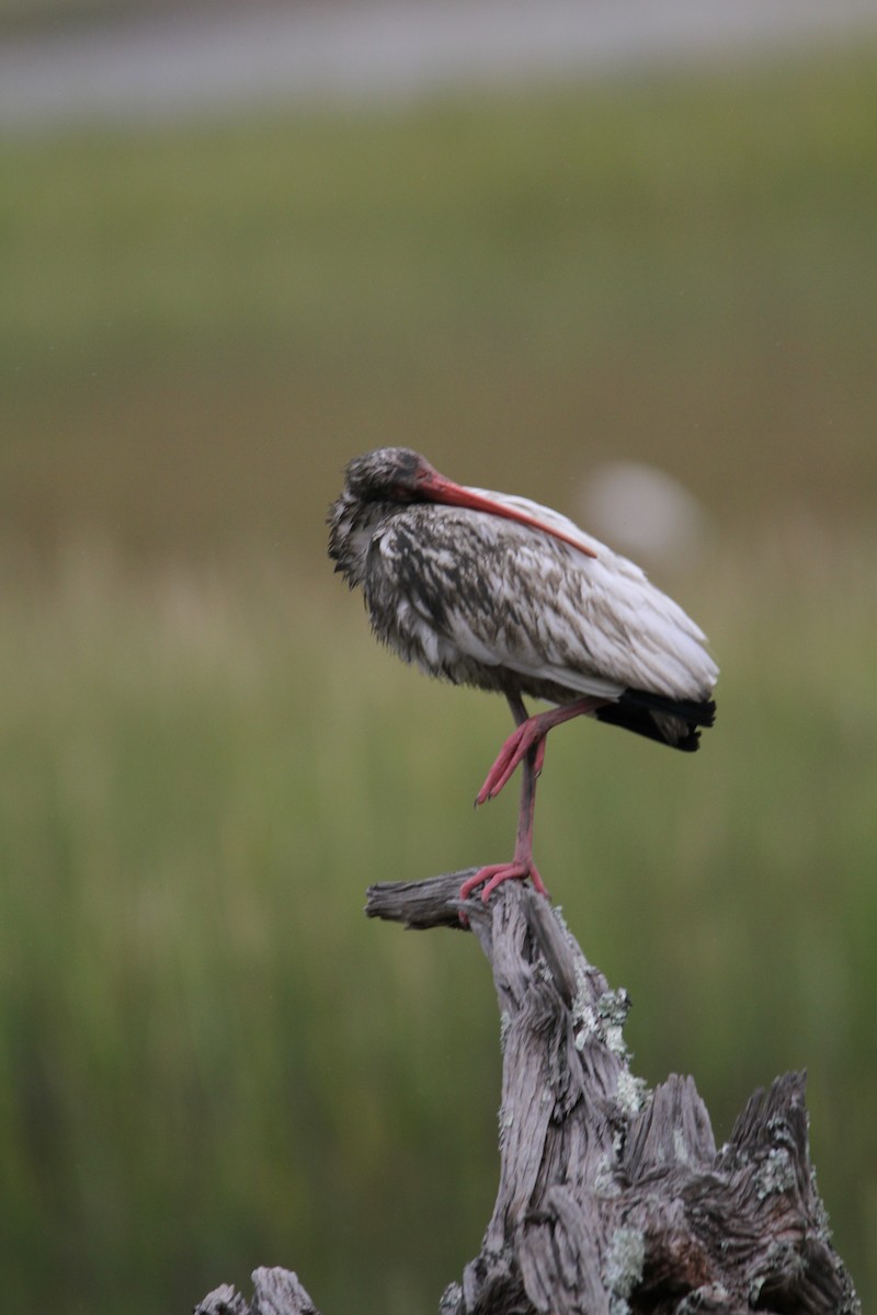 ibis bílý - ML609819461