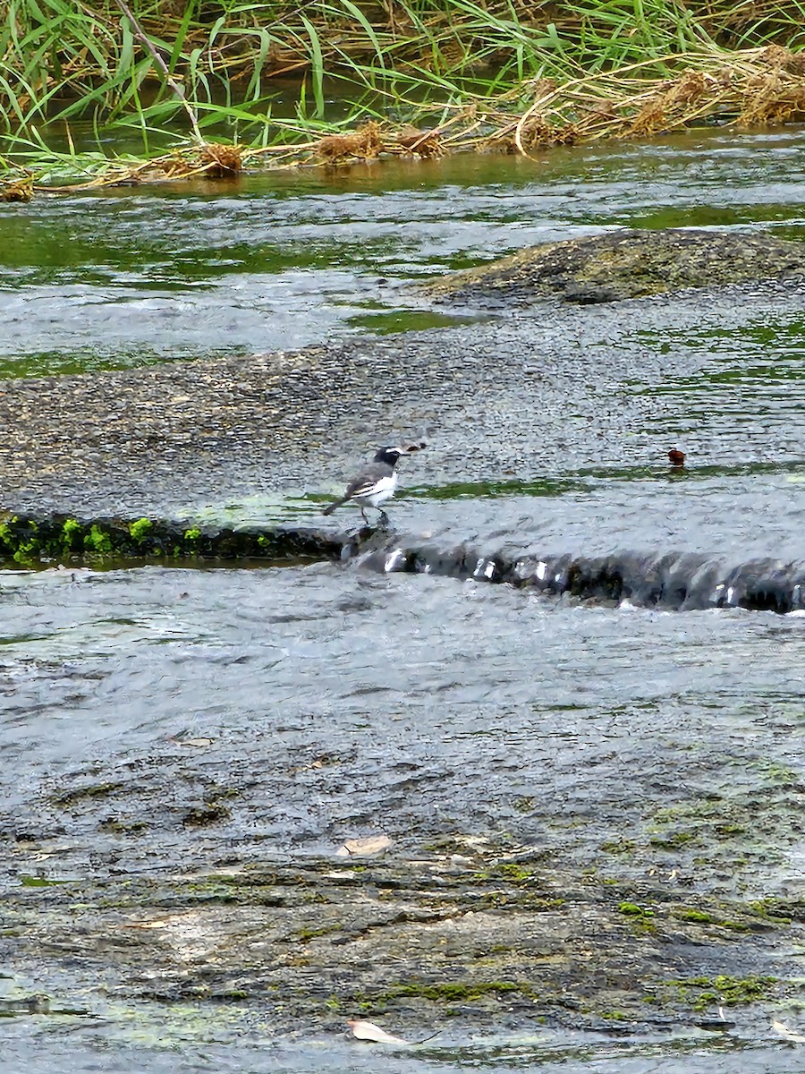 Japanese Wagtail - ML609819583