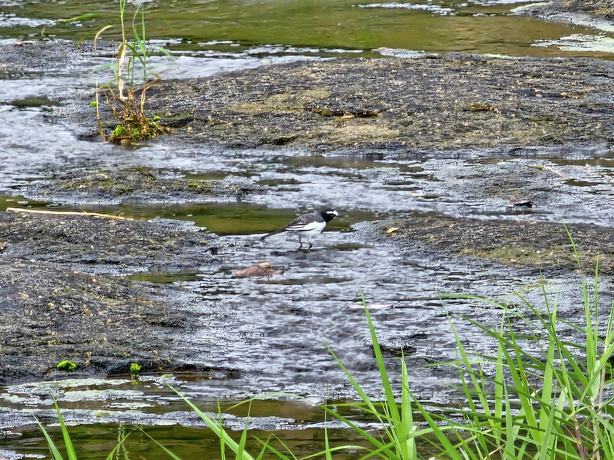 Japanese Wagtail - ML609819584
