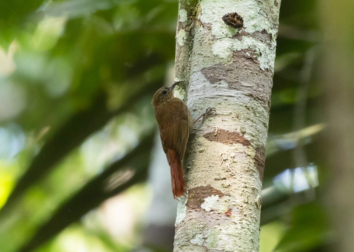 Wedge-billed Woodcreeper (spirurus Group) - ML609819598