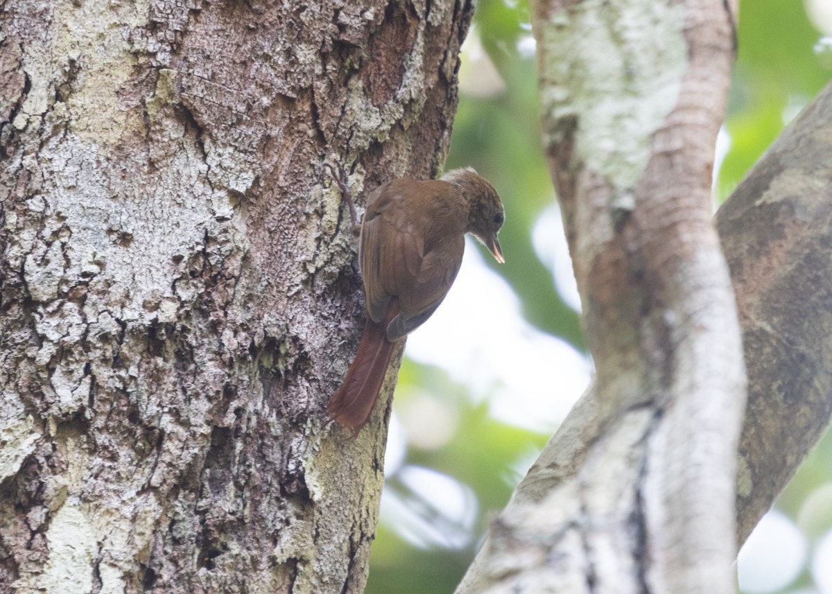 Wedge-billed Woodcreeper (spirurus Group) - ML609819601