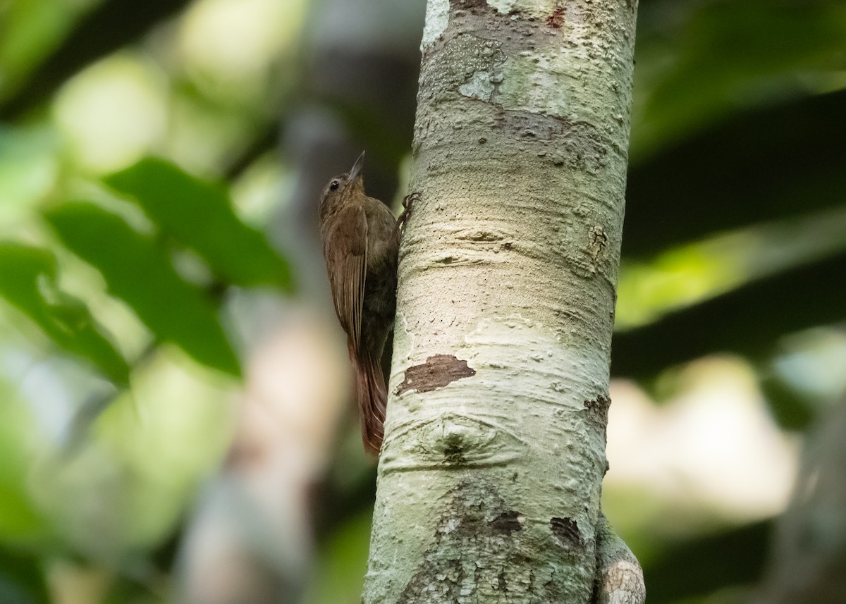 Wedge-billed Woodcreeper (spirurus Group) - ML609819602