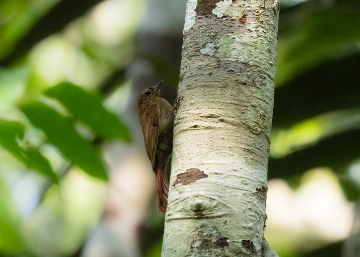 Wedge-billed Woodcreeper (spirurus Group) - ML609819605