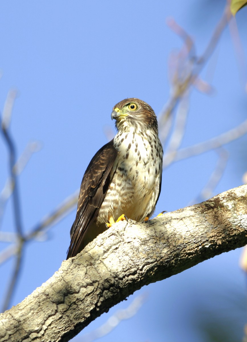 Double-toothed Kite - ML609819616
