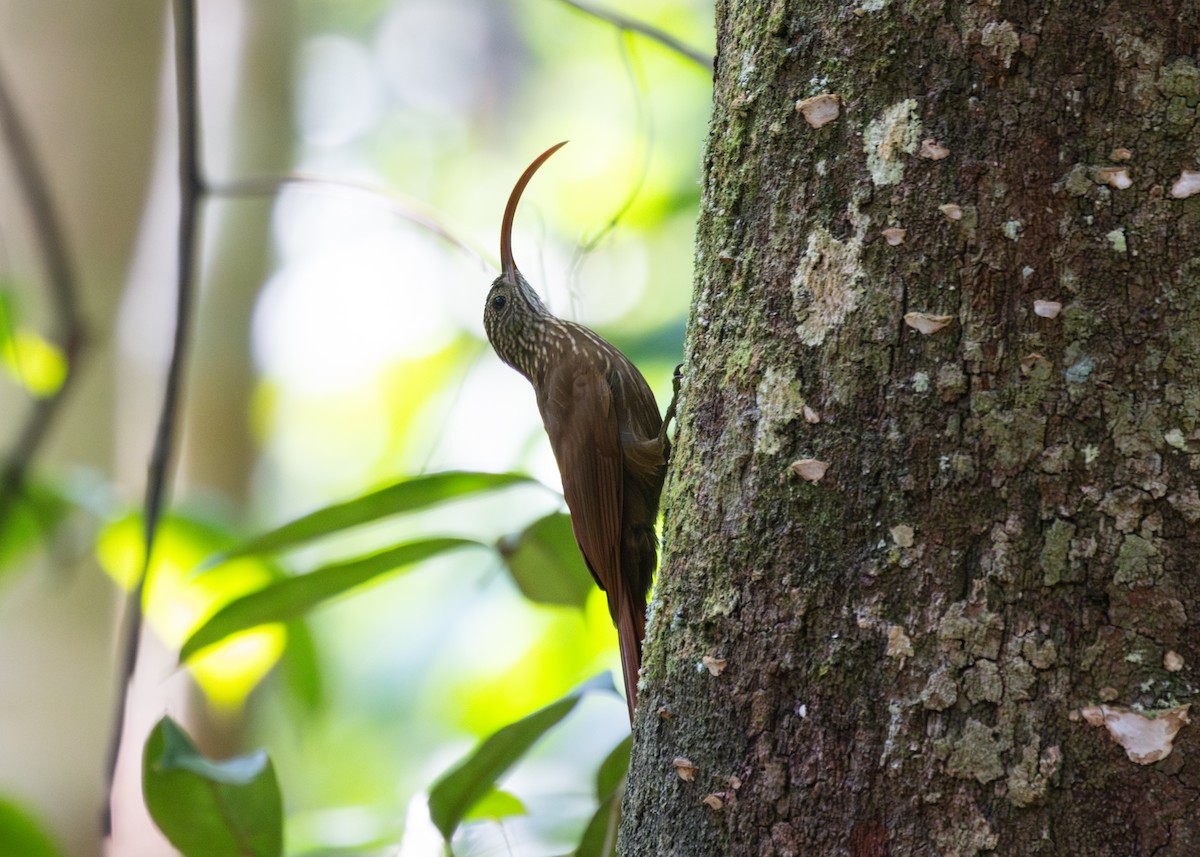 Curve-billed Scythebill (Tupana) - Silvia Faustino Linhares