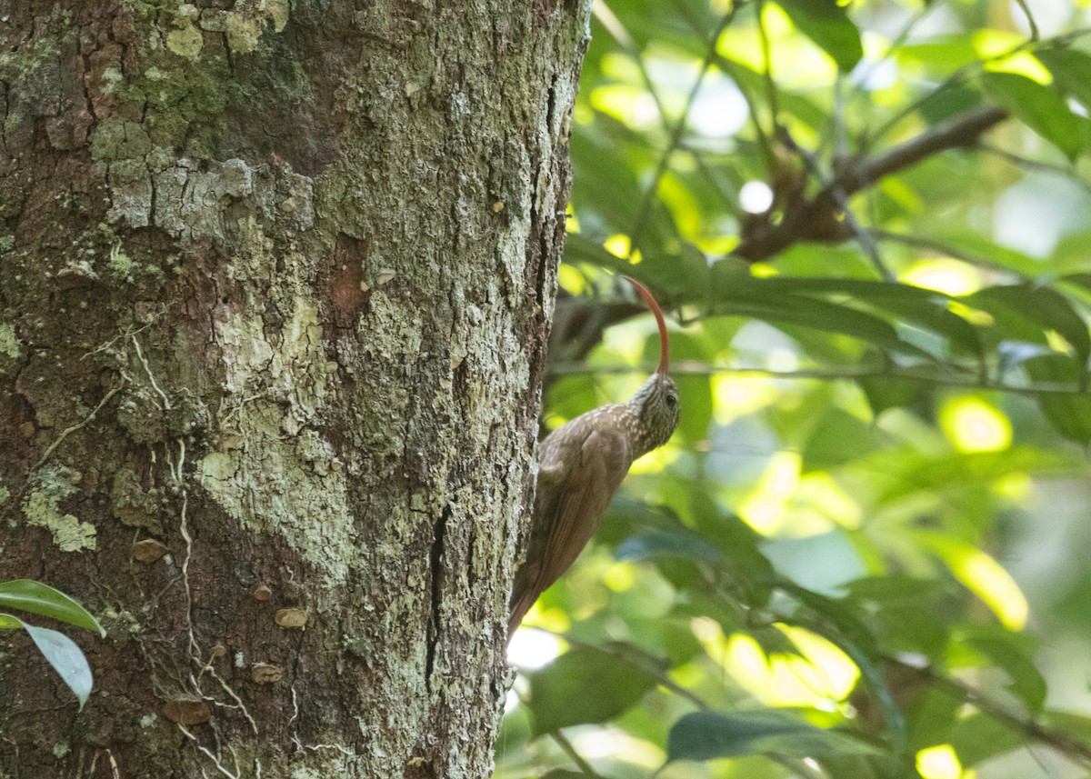 Curve-billed Scythebill (Tupana) - ML609819625