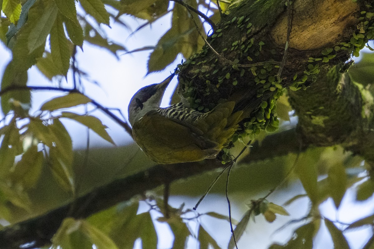 Japanese Woodpecker - Kelvin NG