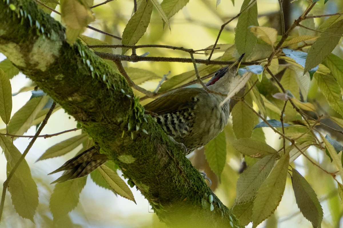 Japanese Woodpecker - ML609819629