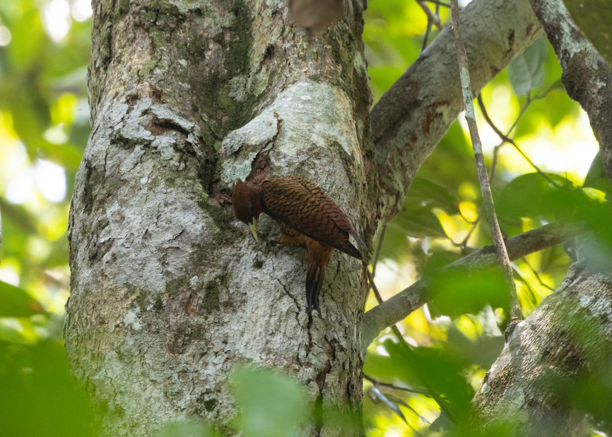 Waved Woodpecker (Scale-breasted) - Silvia Faustino Linhares
