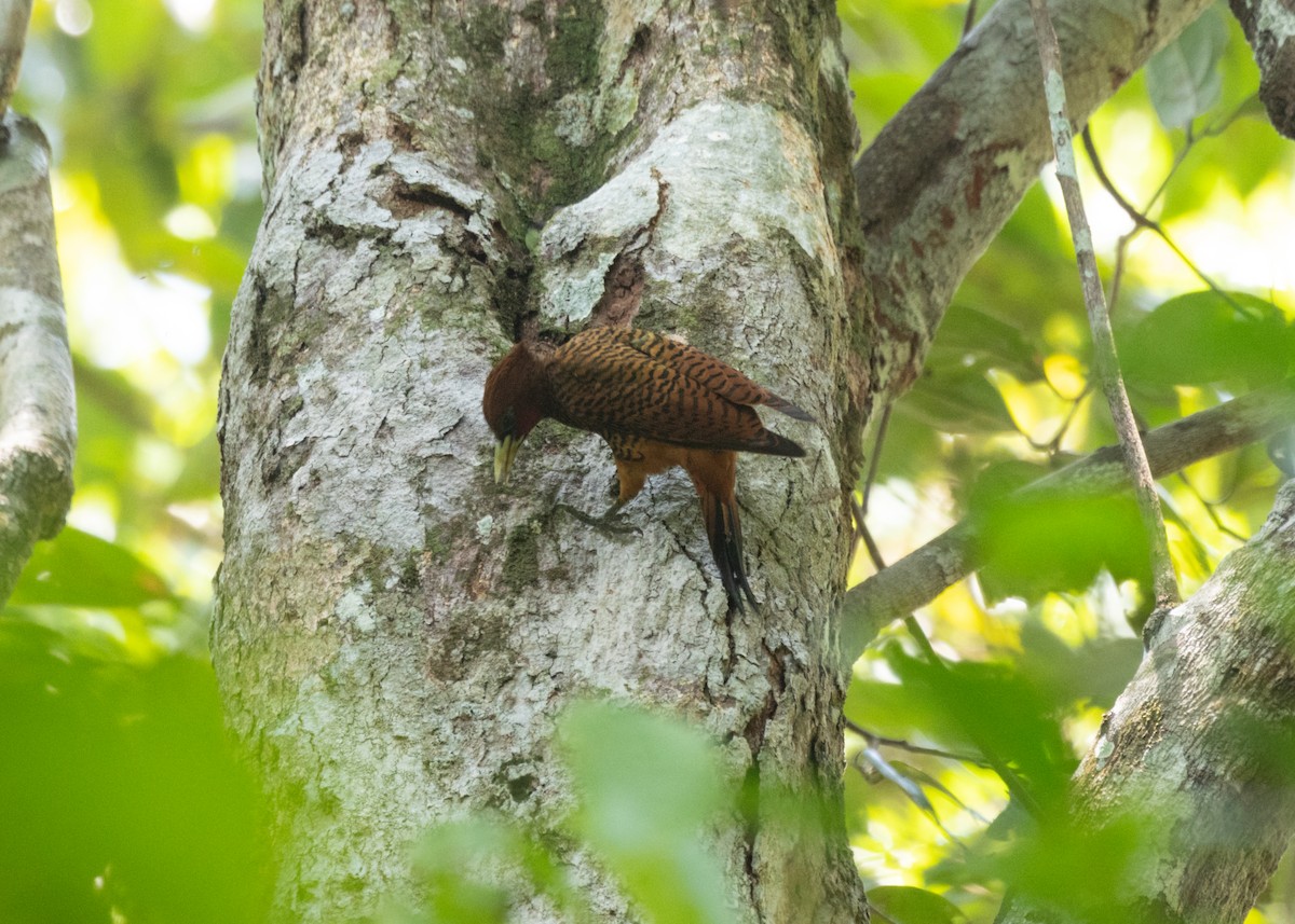 Waved Woodpecker (Scale-breasted) - Silvia Faustino Linhares