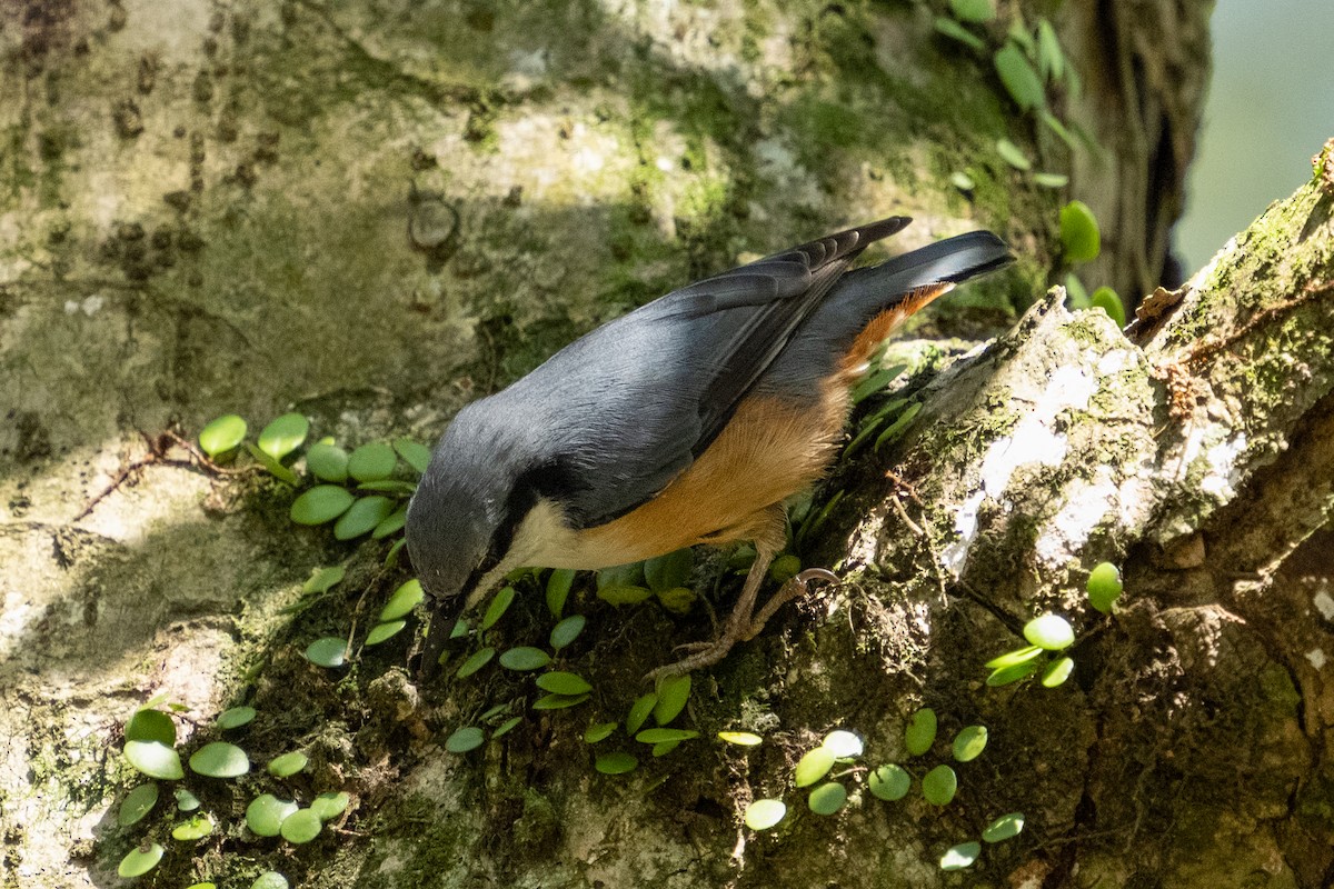 Eurasian Nuthatch - Kelvin NG