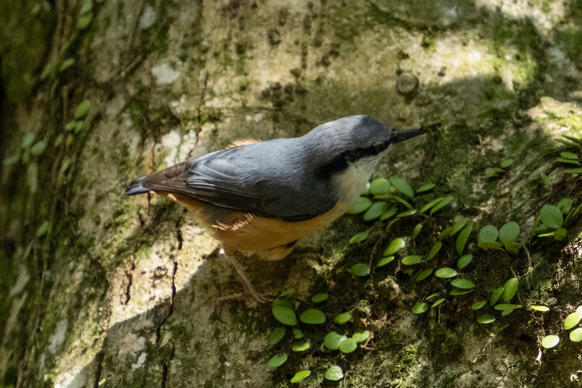 Eurasian Nuthatch - ML609819712