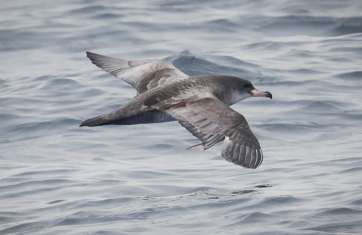 Pink-footed Shearwater - ML609819763
