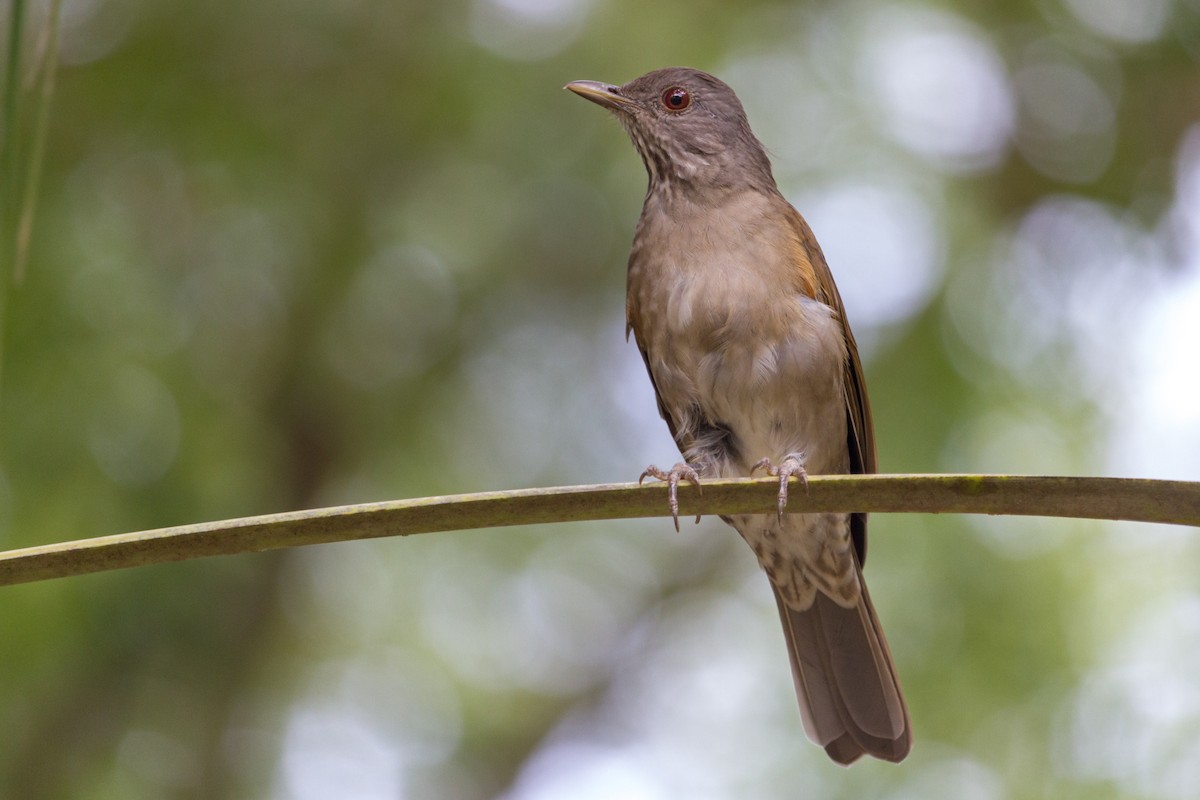 Pale-breasted Thrush - ML609819800