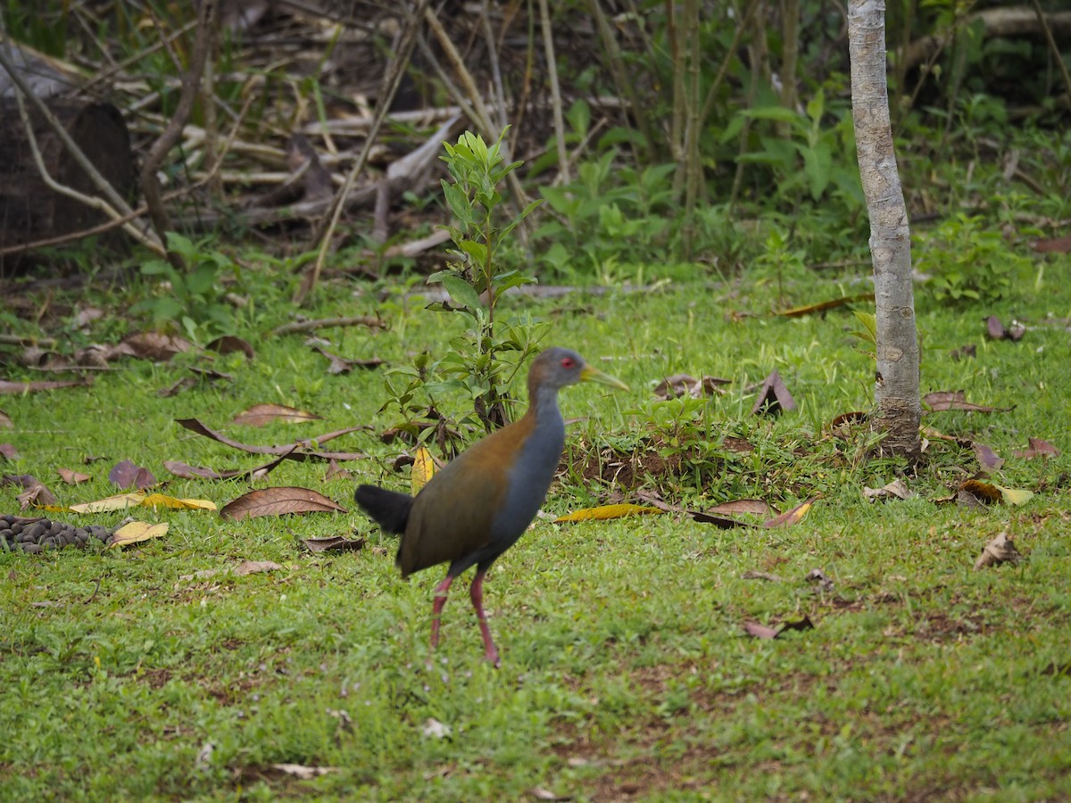 Slaty-breasted Wood-Rail - ML609819926