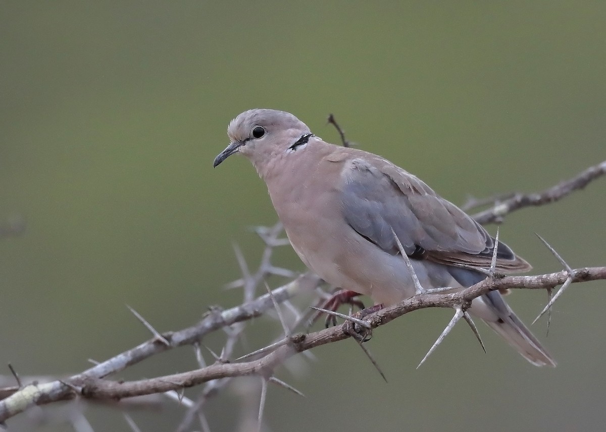 Ring-necked Dove - ML609819991