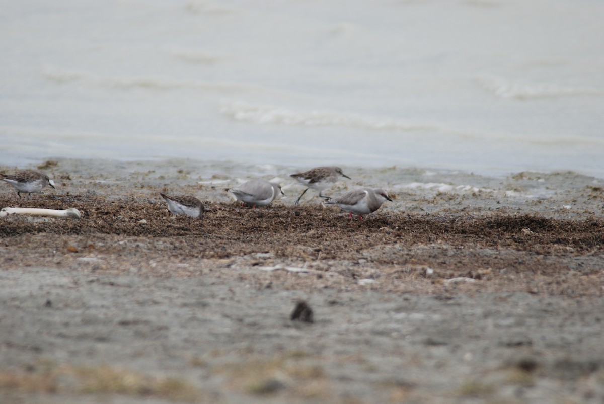 Magellanic Plover - Daniel Lebbin