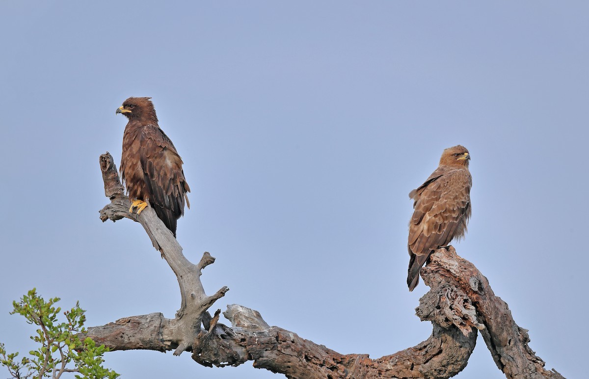 Wahlberg's Eagle - ML609820086