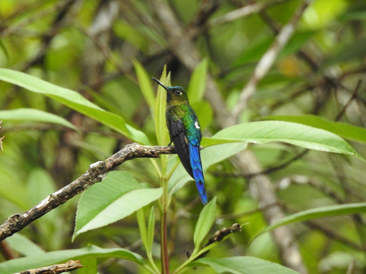 Violet-tailed Sylph - ML609820138