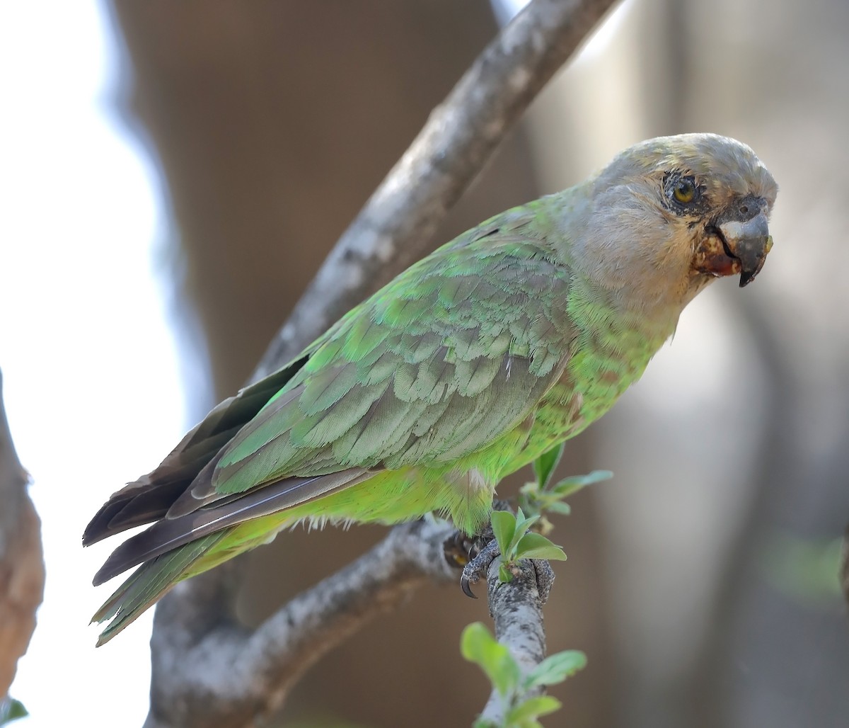 papoušek hnědohlavý - ML609820155