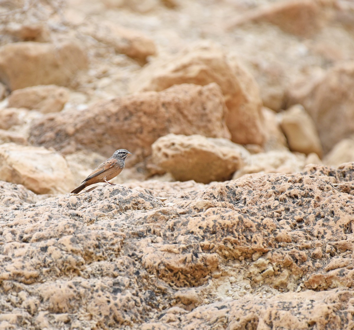 Striolated Bunting - ML609820210