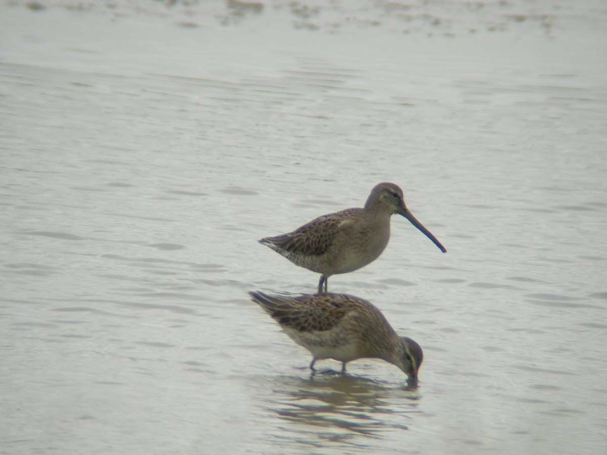 Long-billed Dowitcher - ML609820278