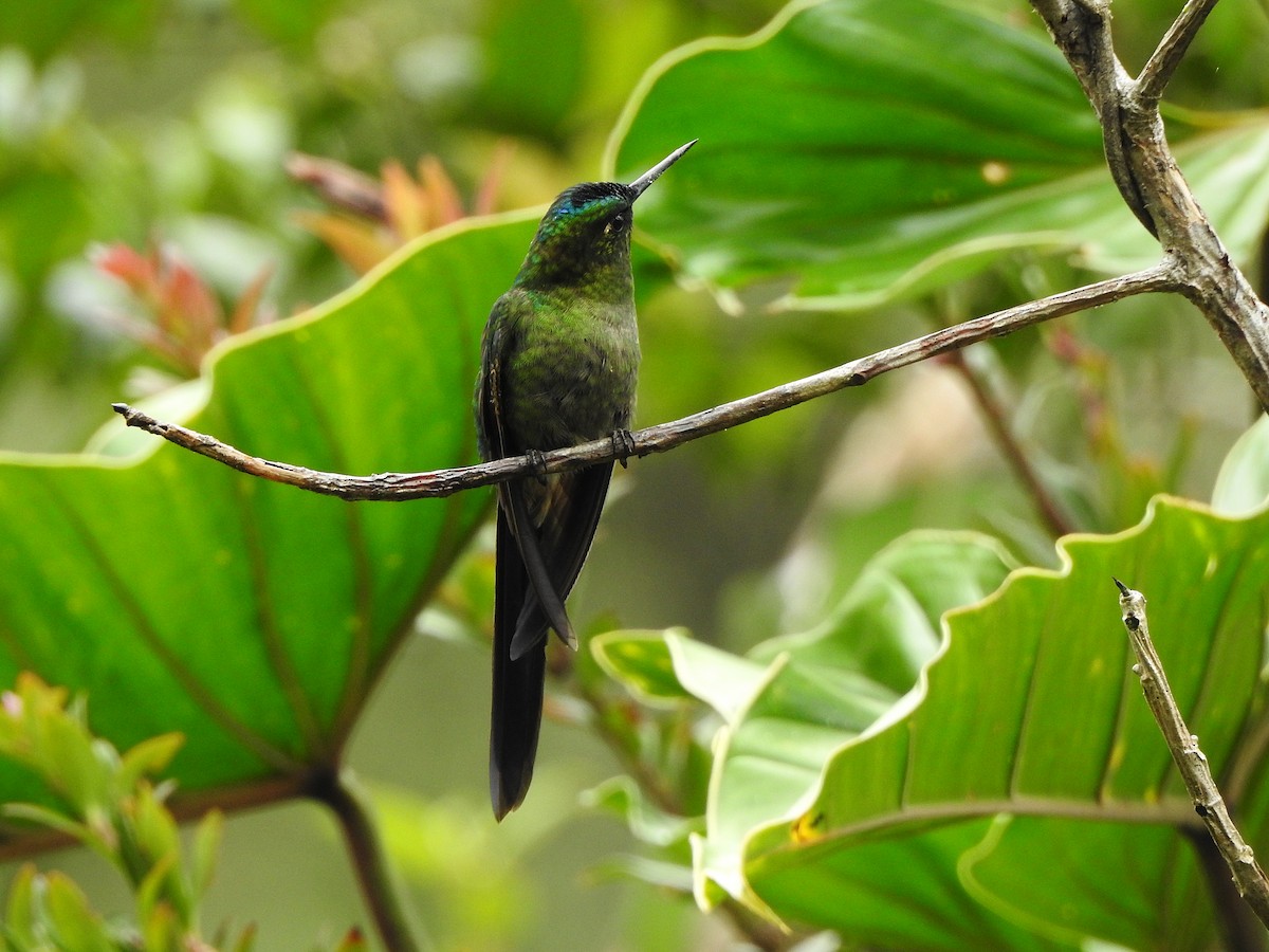 Violet-tailed Sylph - ML609820316