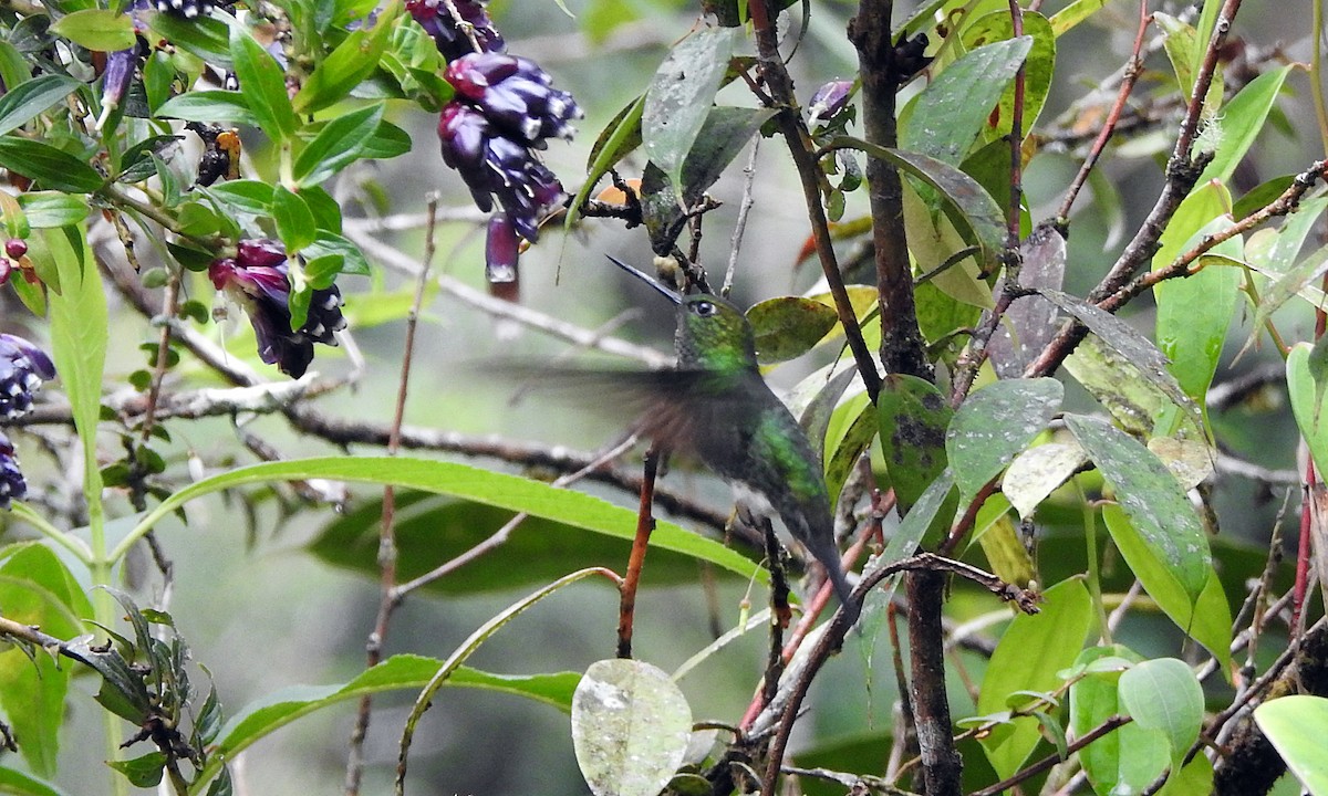 Greenish Puffleg - ML609820320