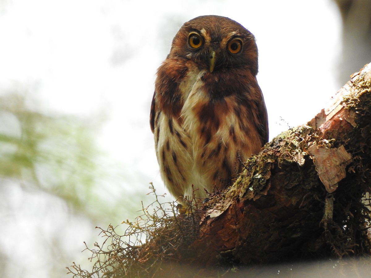 Andean Pygmy-Owl - ML609820355