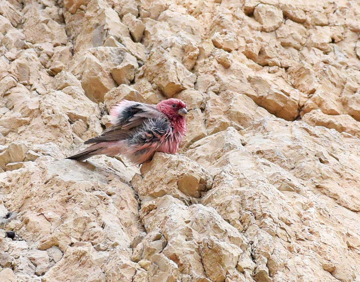 Sinai Rosefinch - ML609820406