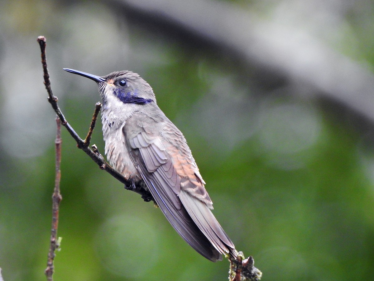 Brown Violetear - ML609820410