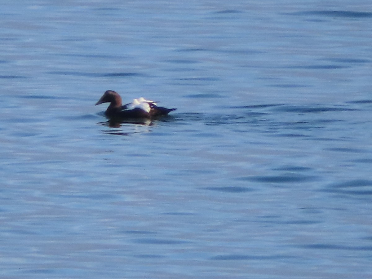 Common Eider - ML609820413