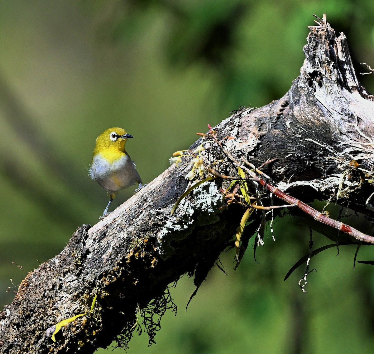 Indian White-eye - Hetali Karia