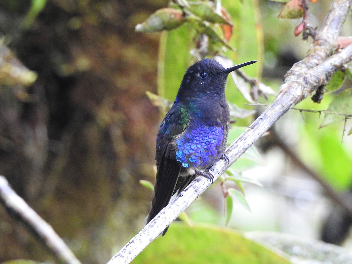 Velvet-purple Coronet - ML609820450