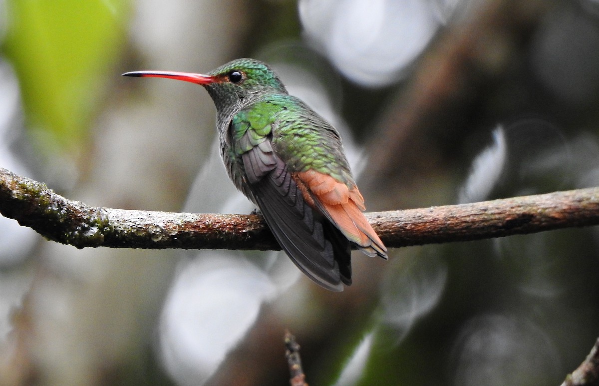 Rufous-tailed Hummingbird - ML609820455