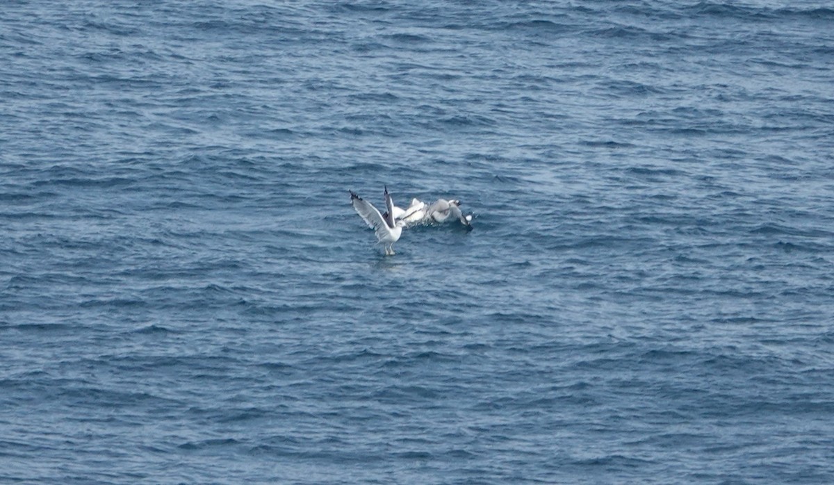 Gaviota Patiamarilla - ML609820458