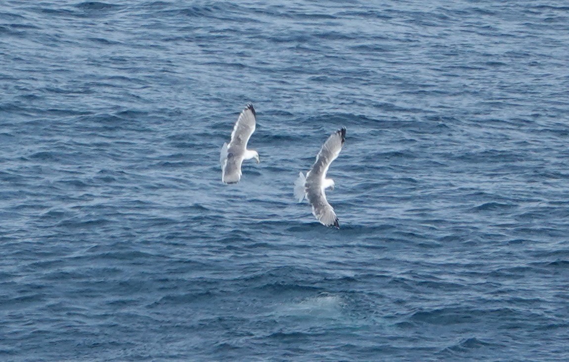 Gaviota Patiamarilla - ML609820462