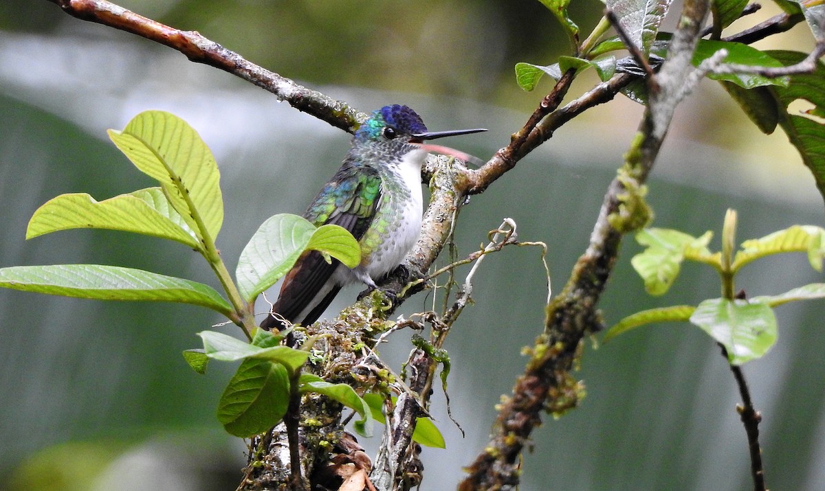 Andean Emerald - ML609820470