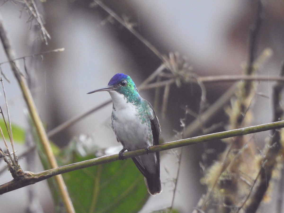 Andean Emerald - ML609820475