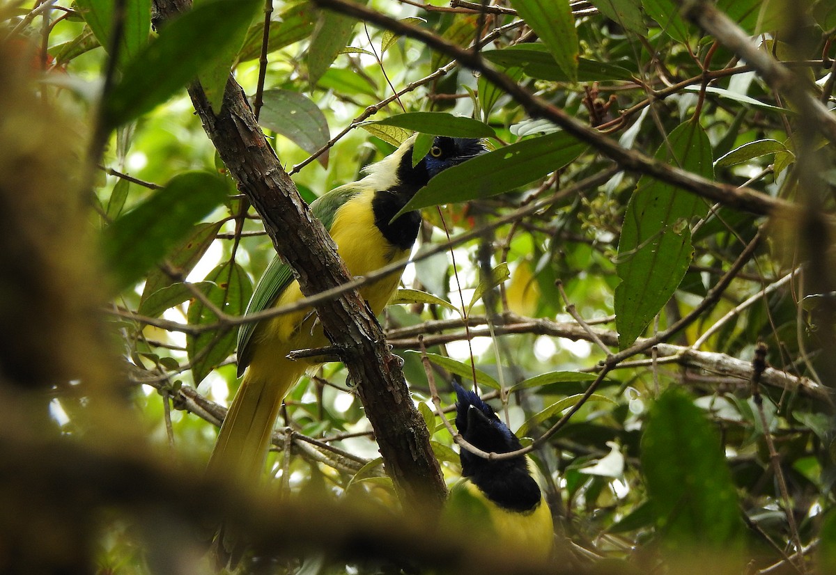 Green Jay - ML609820489