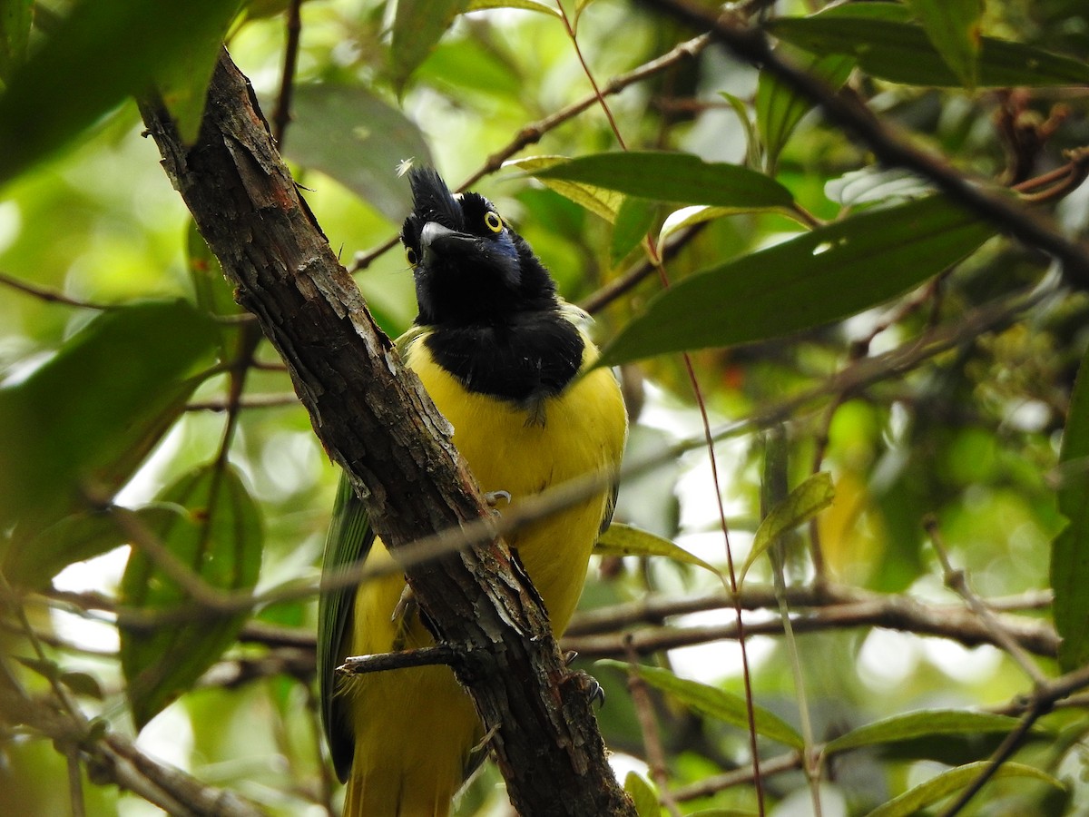 Green Jay - ML609820490