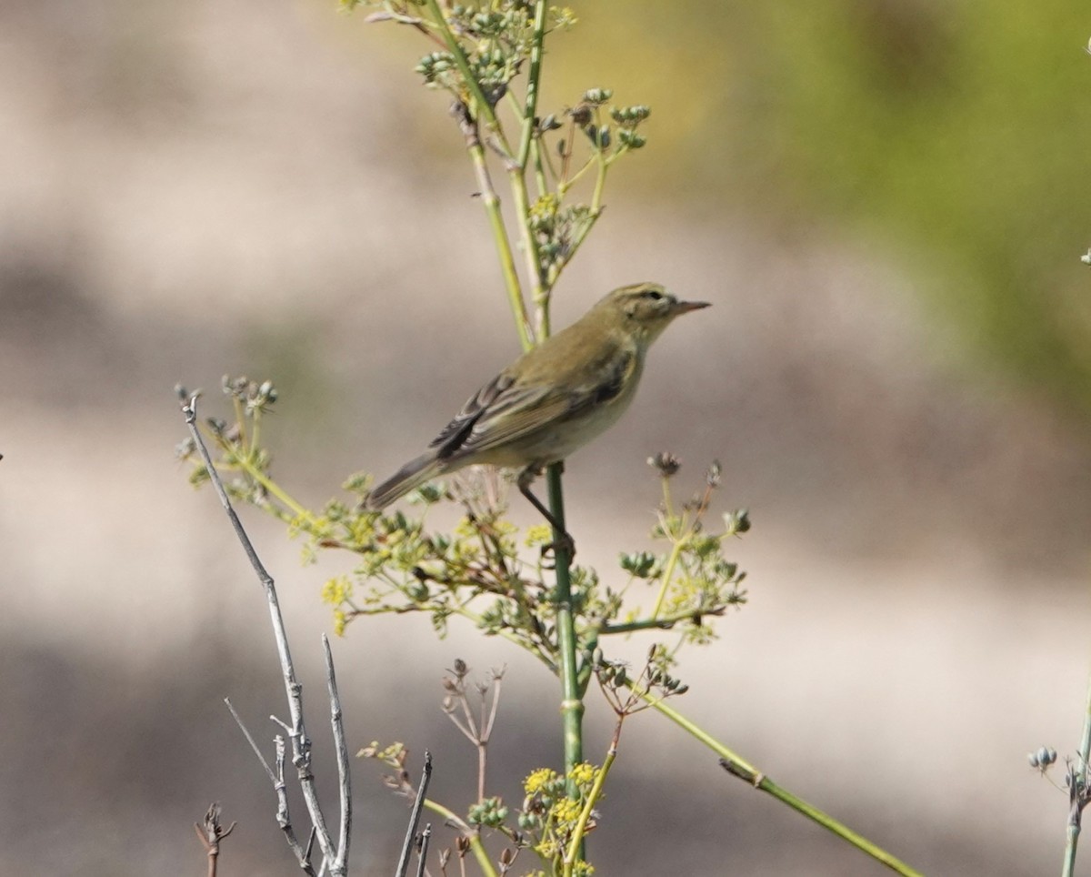 Willow Warbler - ML609820495