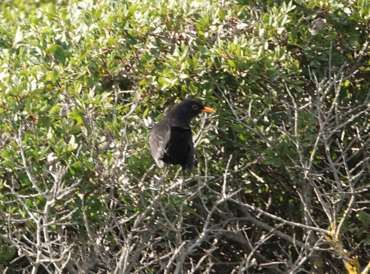 Eurasian Blackbird - ML609820500